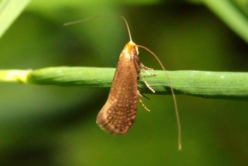 Nematopogon sp.